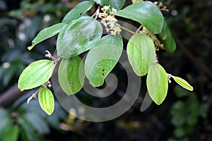 Jujube leaves in nature. Chinese date leaf inÂ  Bangladeshi nature.